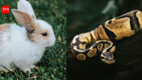 Florida researchers use robotic decoy rabbits to lure pythons out of hiding