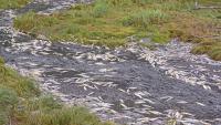 Canada biologist says toxic tire chemical killed thousands of juvenile coho salmon