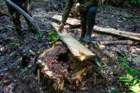 Wildlife and Timber Trafficking in Central America: Criminal Routes, Plundered Species, and Legal Loopholes