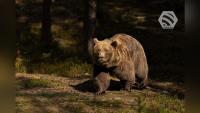 More than 80 cases of brown bears entering human settlements recorded in Mongolia