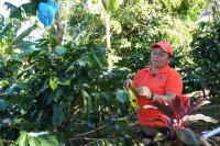 Climate-Resilient Farming in Panama Helps Coffee Growers and Ranchers Adapt to a Changing Climate
