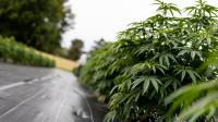 Production set to jump in Year 2 of MN legal cannabis