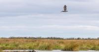 Are Louisiana's coastal restoration efforts working? New data provides answers.