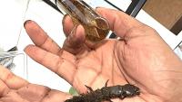 Found a hellgrammite in Ohio? What it means and why it's…