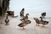 Ducks kept dying near a Chicago harbor. Wildlife officials suspect botulism.