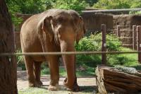Honolulu Zoo Case Isn’t As Simple As ‘Granting Human Rights’ To Elephants