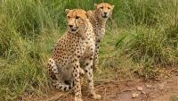 Brothers from another mother: Kuno’s rare cheetah coalition spans India, Botswana