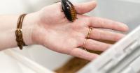 Harvey, a mutant cockroach who baffled St. Louis scientists, has died