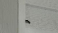 North Carolina homeowner finds snake in wall, then gets reassuring ID