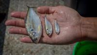 Millions of fish tested Canada's largest nuclear plant. The incident points to a growing climate risk