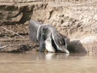 A giant anteater’s return in Argentina offers a case for letting nature restore itself