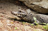 World’s smallest crocodile in high demand for bushmeat trade in Nigeria