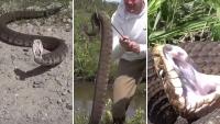 Snake lunges at handlers in South Africa, and narrator warns it's 'very, very upset'