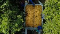 South African citrus industry closes Valencia orange exports to EU for 2026