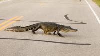 Florida woman dies after driver hits alligator on I-95, sparking deadly rollover