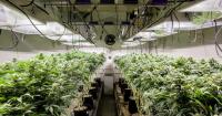 Zurich UK calls for regular property inspections as suspected cannabis farm incidents rise