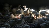 Threat of avian flu returns to Wisconsin with new species at risk