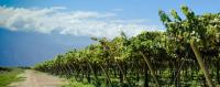La Riojana: A Different Side of Argentine Wine