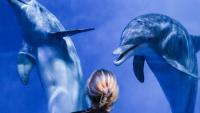 A day in the life of a marine mammal, dolphin trainer at Indianapolis Zoo