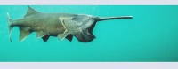 Keystone Paddlefish Campaign wants to bring Pennsylvania’s prehistoric fish into clearer waters