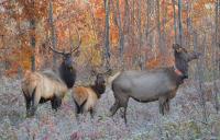 Oh deer — or is it an elk? Wisconsin DNR urges hunters to know the difference