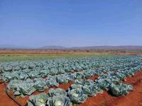 E21m paid to local horticulture farmers