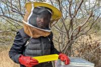 AI platform to help beekeepers monitor hives, find customers
