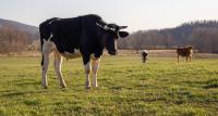 Spanberger declares state of emergency as drought strains farmers