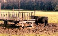 Happy cows mean happy diners at picturesque Bavarian farm-to-table eatery