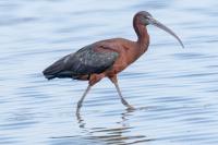 Fall migration brings chance of rare birds to Renfrew County