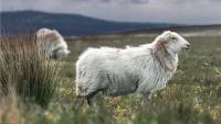 Farming leaders highlight 'strategic importance' of uplands