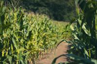 5 Great Corn Mazes in Massachusetts To Visit This Fall