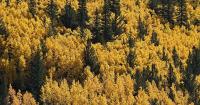 Colorado transportation experts offer advice for best leaf peeping experience