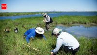 New York City volunteers planted 20,000 marsh seedlings on a dying salt marsh in 2003, but 80% of the site was healthy just two years later