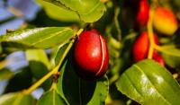 Jujube: The “Chinese date” seeking to conquer new markets