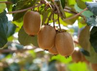 Chilean kiwifruit eyes India expansion