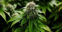 North Carolina Can't Afford to Ban Hemp Beverages, It Needs to Regulate Them.