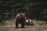 The number of bears in Belarus has increased 10-fold over the last 14 years