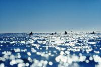 Divine Surf by Jeff Divine review: 'a sun-kissed journey through five decades of surf history'