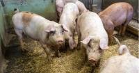 Swedish study replaces soy with mycoprotein in pig feed