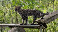 Scientists name a new cat species for the first time in over a century