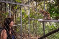 New cat species identified in Bolivia, first in over a century
