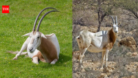 Only 25 scimitar-horned oryx returned to Chad in 2016 after vanishing from the wild, but the population has now grown to more than 600