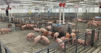NDSU swine facility expansion boosts research capabilities