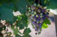 Researchers are sending grape seeds to space to study the genetic effects of solar radiation on plants