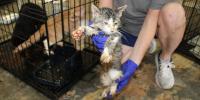 17 cats found dead, 20 rescued from extreme heat at Walker business; woman faces 66 charges