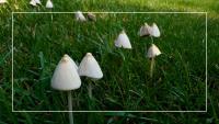 How to stop mushrooms from growing in your lawn, according to horticultural experts