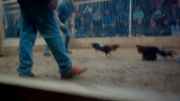 Feds take on Kentucky cockfighting with multiple indictments