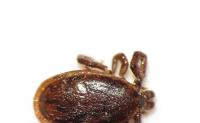 Minnesota Senator Tina Smith’s bill on tick-borne disease research & treatment passes Congress