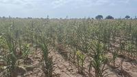 Tougan farmers speak out: debt, despair and the sovereignty debate Burkina Faso cannot ignore